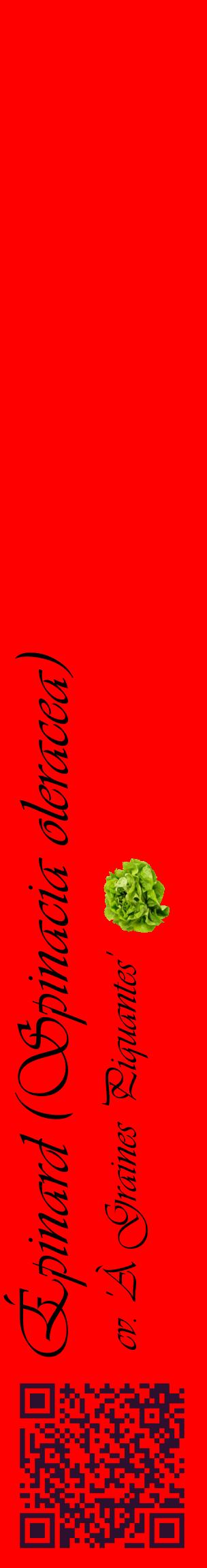 Étiquette de : Spinacia oleracea cv. 'À Graines Piquantes' - format c - style noire27_basiqueviv avec qrcode et comestibilité simplifiée