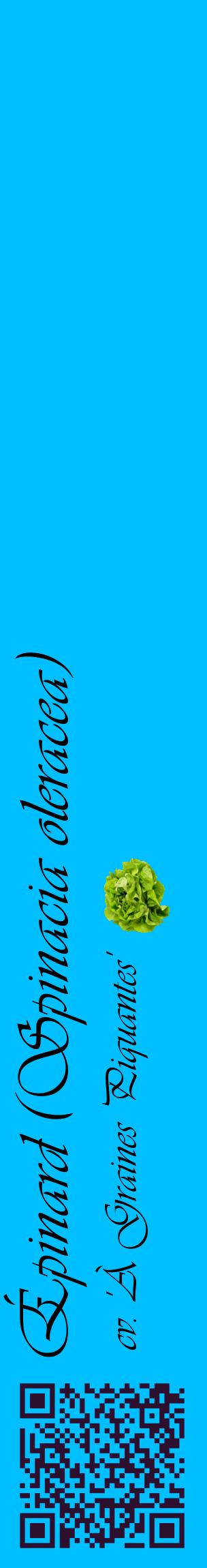 Étiquette de : Spinacia oleracea cv. 'À Graines Piquantes' - format c - style noire2_basiqueviv avec qrcode et comestibilité simplifiée