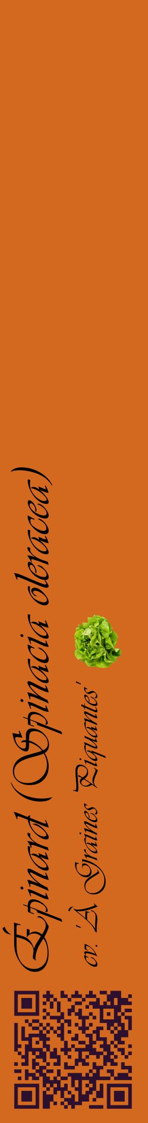Étiquette de : Spinacia oleracea cv. 'À Graines Piquantes' - format c - style noire31_basiqueviv avec qrcode et comestibilité simplifiée