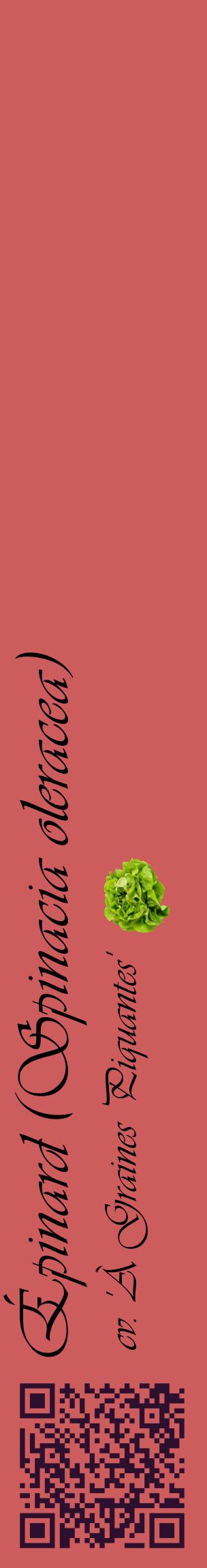 Étiquette de : Spinacia oleracea cv. 'À Graines Piquantes' - format c - style noire35_basiqueviv avec qrcode et comestibilité simplifiée