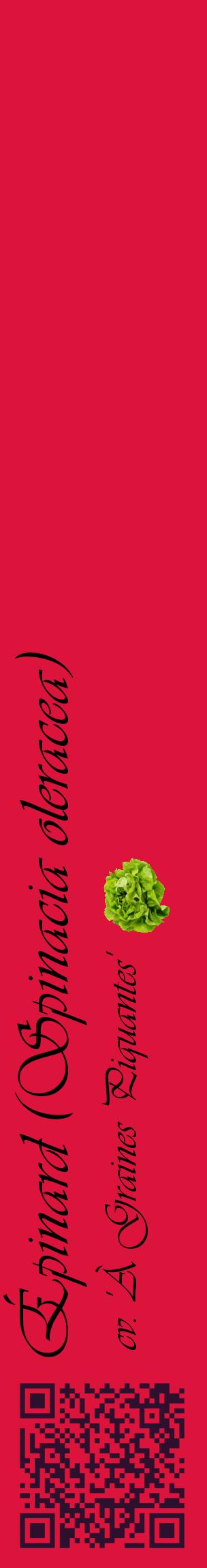 Étiquette de : Spinacia oleracea cv. 'À Graines Piquantes' - format c - style noire36_basiqueviv avec qrcode et comestibilité simplifiée