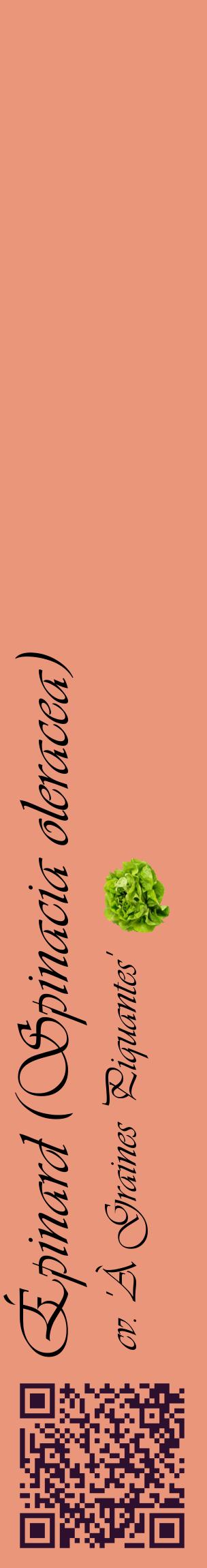 Étiquette de : Spinacia oleracea cv. 'À Graines Piquantes' - format c - style noire37_basiqueviv avec qrcode et comestibilité simplifiée