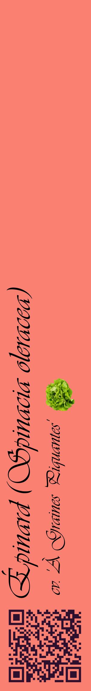 Étiquette de : Spinacia oleracea cv. 'À Graines Piquantes' - format c - style noire38_basiqueviv avec qrcode et comestibilité simplifiée