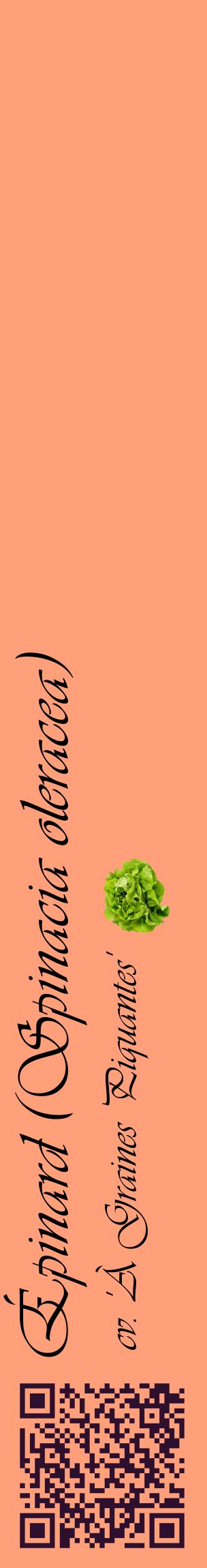 Étiquette de : Spinacia oleracea cv. 'À Graines Piquantes' - format c - style noire39_basiqueviv avec qrcode et comestibilité simplifiée