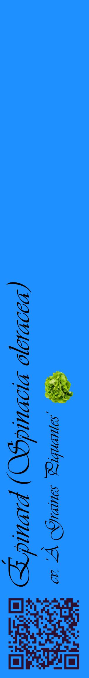 Étiquette de : Spinacia oleracea cv. 'À Graines Piquantes' - format c - style noire3_basiqueviv avec qrcode et comestibilité simplifiée