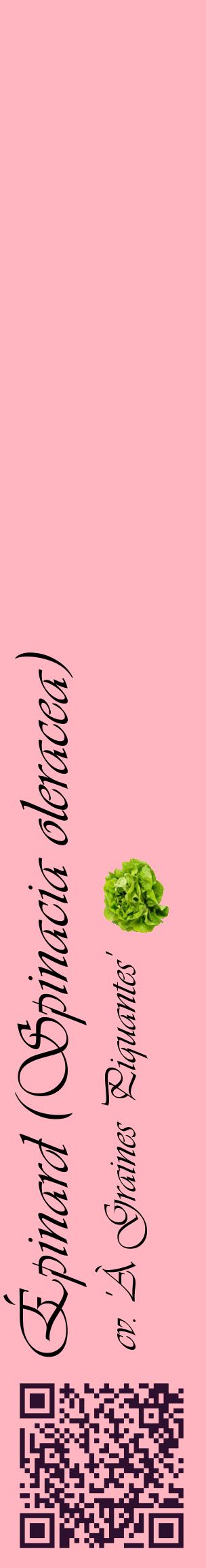 Étiquette de : Spinacia oleracea cv. 'À Graines Piquantes' - format c - style noire41_basiqueviv avec qrcode et comestibilité simplifiée