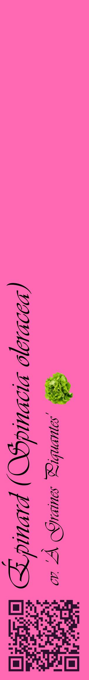 Étiquette de : Spinacia oleracea cv. 'À Graines Piquantes' - format c - style noire42_basiqueviv avec qrcode et comestibilité simplifiée