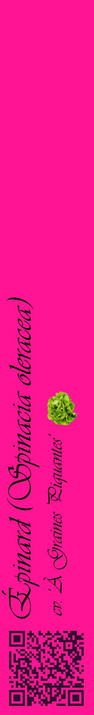 Étiquette de : Spinacia oleracea cv. 'À Graines Piquantes' - format c - style noire43_basiqueviv avec qrcode et comestibilité simplifiée
