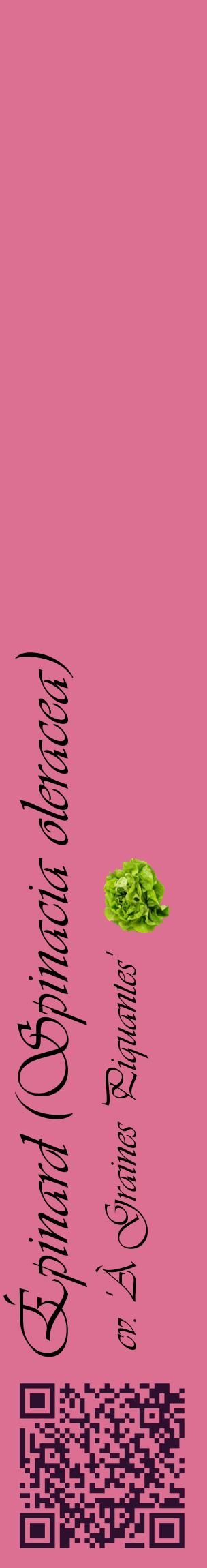 Étiquette de : Spinacia oleracea cv. 'À Graines Piquantes' - format c - style noire44_basiqueviv avec qrcode et comestibilité simplifiée