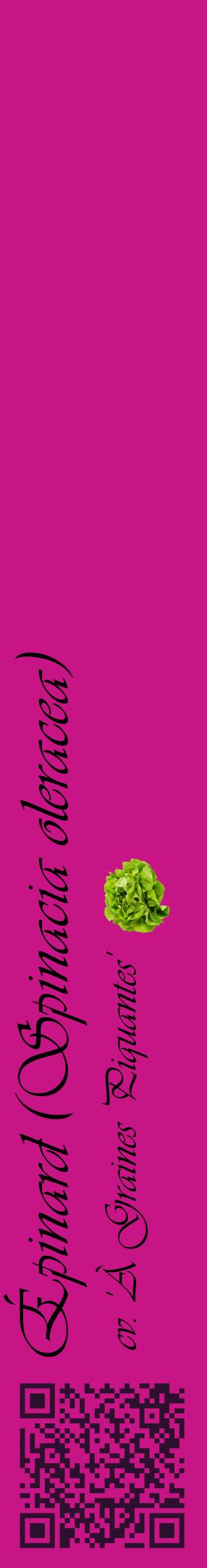 Étiquette de : Spinacia oleracea cv. 'À Graines Piquantes' - format c - style noire45_basiqueviv avec qrcode et comestibilité simplifiée