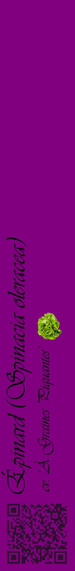 Étiquette de : Spinacia oleracea cv. 'À Graines Piquantes' - format c - style noire46_basiqueviv avec qrcode et comestibilité simplifiée