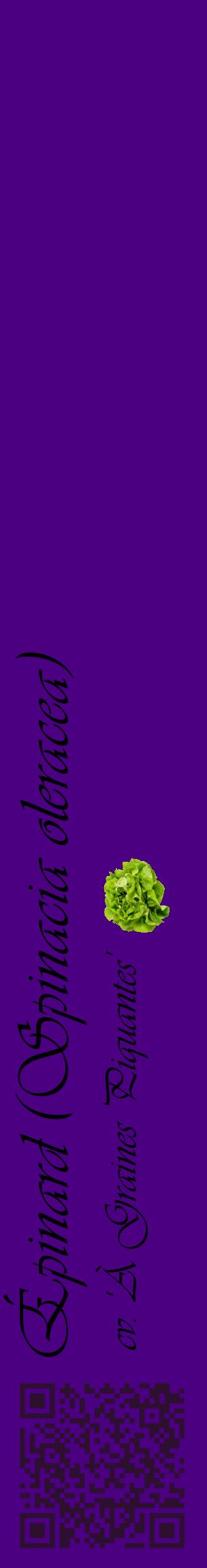 Étiquette de : Spinacia oleracea cv. 'À Graines Piquantes' - format c - style noire47_basiqueviv avec qrcode et comestibilité simplifiée