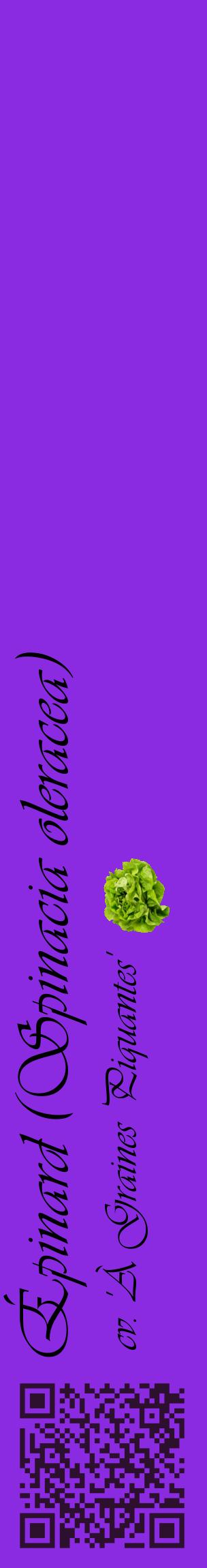 Étiquette de : Spinacia oleracea cv. 'À Graines Piquantes' - format c - style noire49_basiqueviv avec qrcode et comestibilité simplifiée