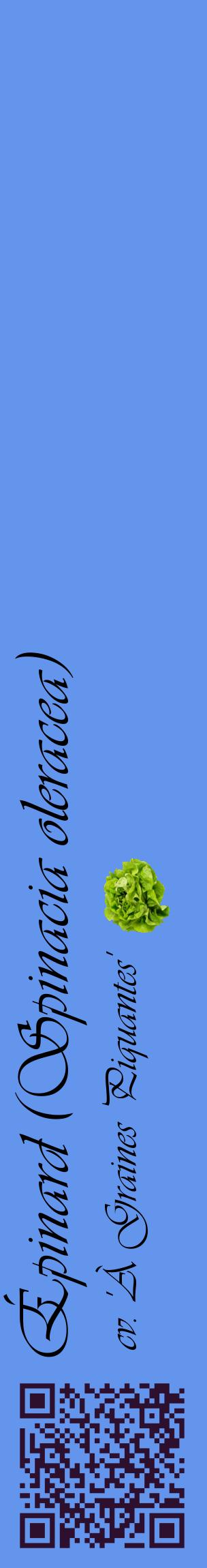Étiquette de : Spinacia oleracea cv. 'À Graines Piquantes' - format c - style noire4_basiqueviv avec qrcode et comestibilité simplifiée
