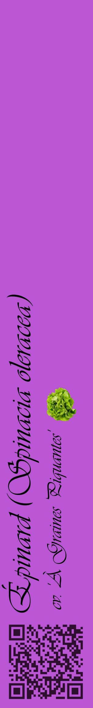 Étiquette de : Spinacia oleracea cv. 'À Graines Piquantes' - format c - style noire50_basiqueviv avec qrcode et comestibilité simplifiée