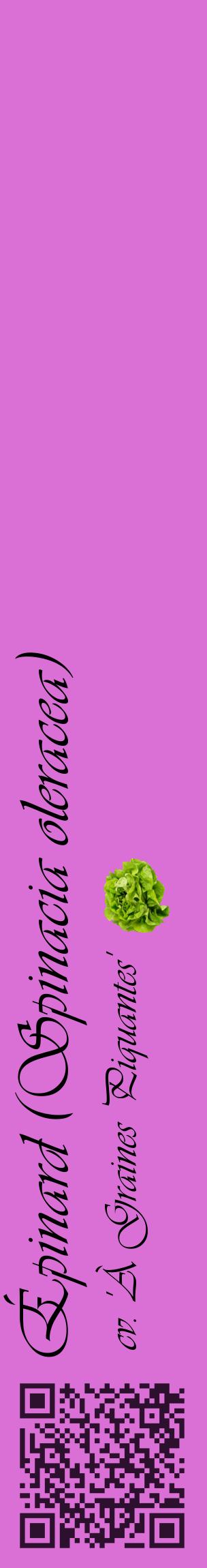 Étiquette de : Spinacia oleracea cv. 'À Graines Piquantes' - format c - style noire52_basiqueviv avec qrcode et comestibilité simplifiée