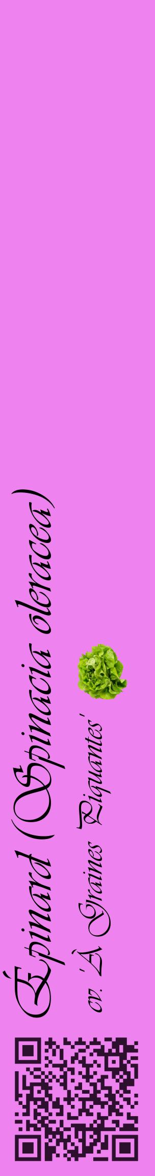 Étiquette de : Spinacia oleracea cv. 'À Graines Piquantes' - format c - style noire53_basiqueviv avec qrcode et comestibilité simplifiée