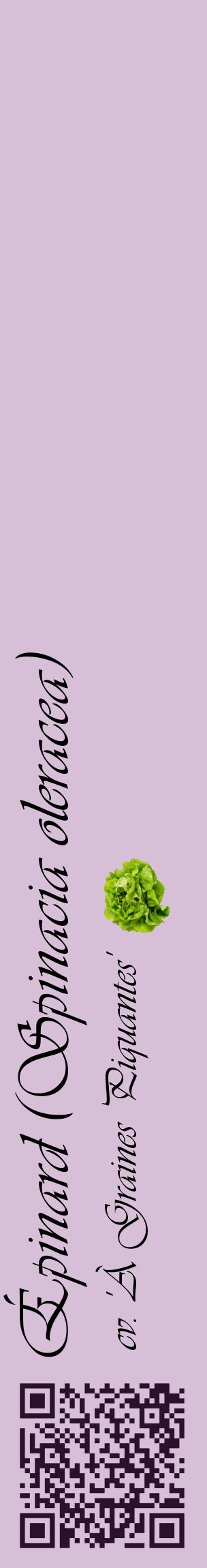 Étiquette de : Spinacia oleracea cv. 'À Graines Piquantes' - format c - style noire54_basiqueviv avec qrcode et comestibilité simplifiée