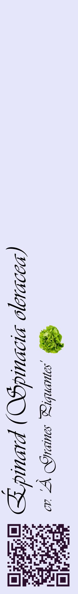 Étiquette de : Spinacia oleracea cv. 'À Graines Piquantes' - format c - style noire55_basiqueviv avec qrcode et comestibilité simplifiée