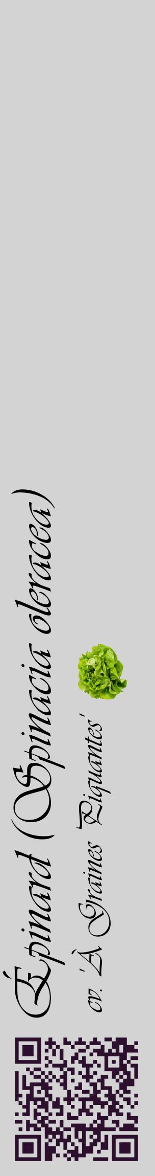 Étiquette de : Spinacia oleracea cv. 'À Graines Piquantes' - format c - style noire56_basiqueviv avec qrcode et comestibilité simplifiée