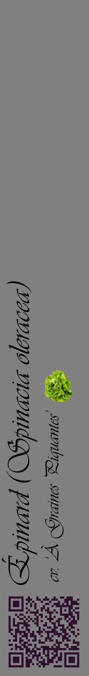 Étiquette de : Spinacia oleracea cv. 'À Graines Piquantes' - format c - style noire57_basiqueviv avec qrcode et comestibilité simplifiée