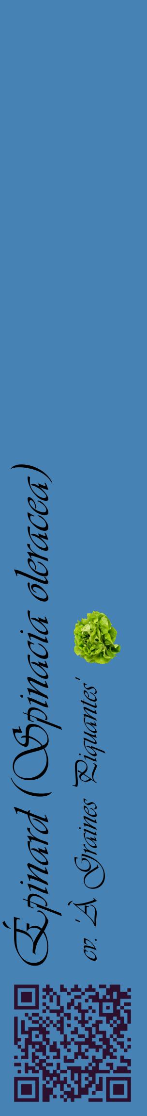 Étiquette de : Spinacia oleracea cv. 'À Graines Piquantes' - format c - style noire5_basiqueviv avec qrcode et comestibilité simplifiée