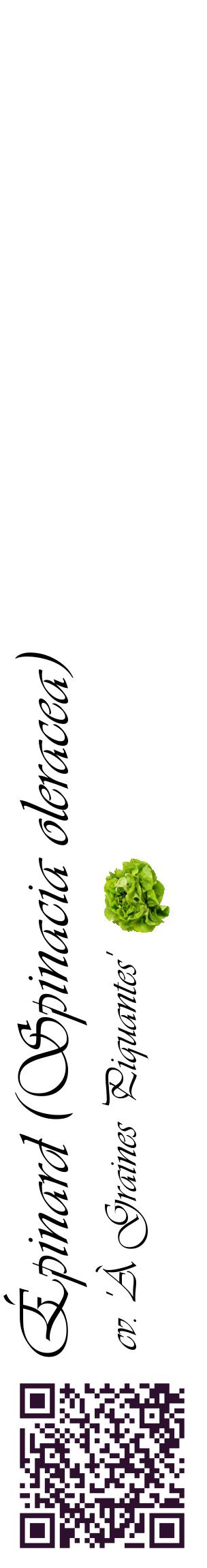 Étiquette de : Spinacia oleracea cv. 'À Graines Piquantes' - format c - style noire60_basiqueviv avec qrcode et comestibilité simplifiée