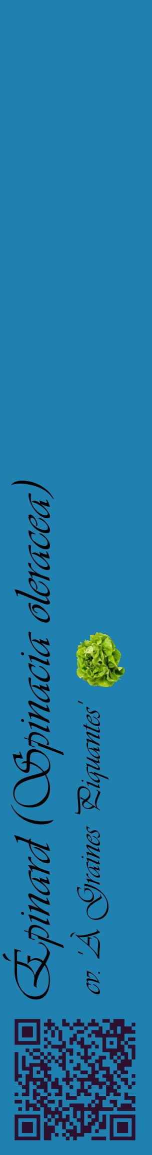 Étiquette de : Spinacia oleracea cv. 'À Graines Piquantes' - format c - style noire6_basiqueviv avec qrcode et comestibilité simplifiée