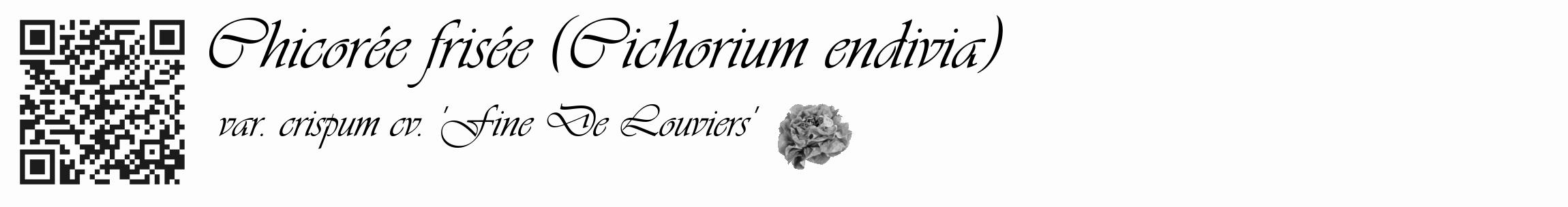 Étiquette de : Cichorium endivia var. crispum cv. 'Fine De Louviers' - format c - style noire19_basique_basiqueviv avec qrcode et comestibilité simplifiée