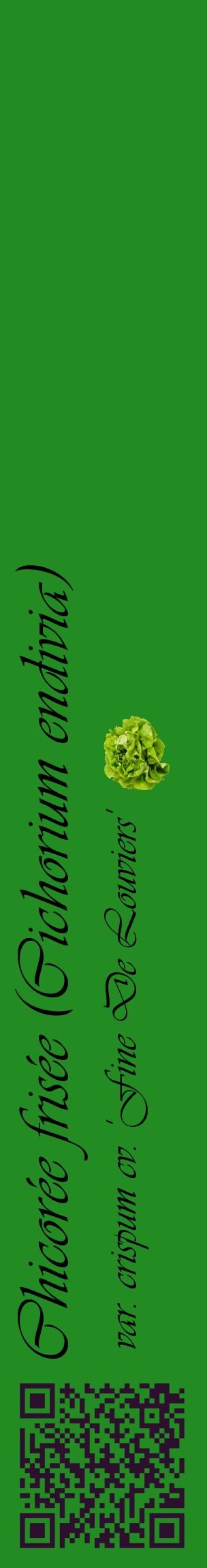 Étiquette de : Cichorium endivia var. crispum cv. 'Fine De Louviers' - format c - style noire10_basiqueviv avec qrcode et comestibilité simplifiée