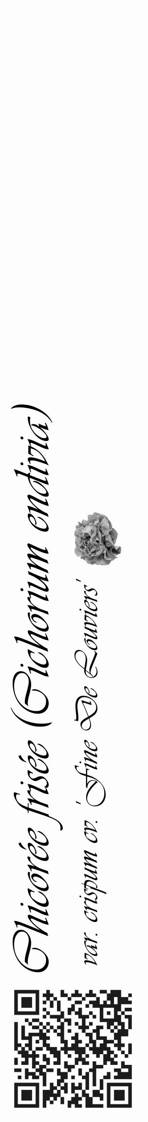 Étiquette de : Cichorium endivia var. crispum cv. 'Fine De Louviers' - format c - style noire19_basique_basiqueviv avec qrcode et comestibilité simplifiée - position verticale