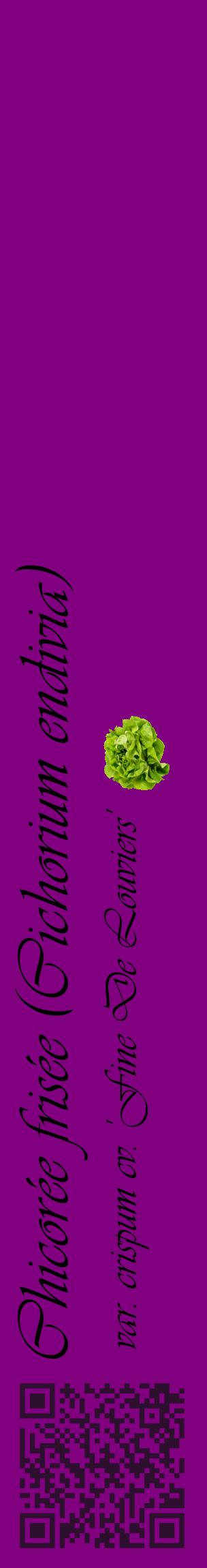 Étiquette de : Cichorium endivia var. crispum cv. 'Fine De Louviers' - format c - style noire46_basiqueviv avec qrcode et comestibilité simplifiée