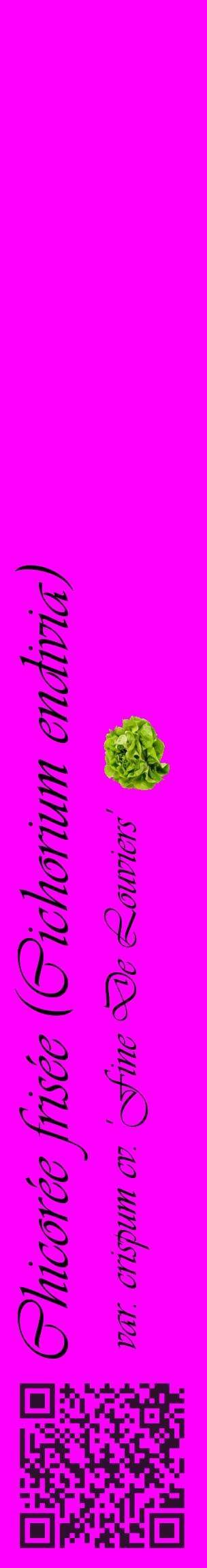 Étiquette de : Cichorium endivia var. crispum cv. 'Fine De Louviers' - format c - style noire51_basiqueviv avec qrcode et comestibilité simplifiée