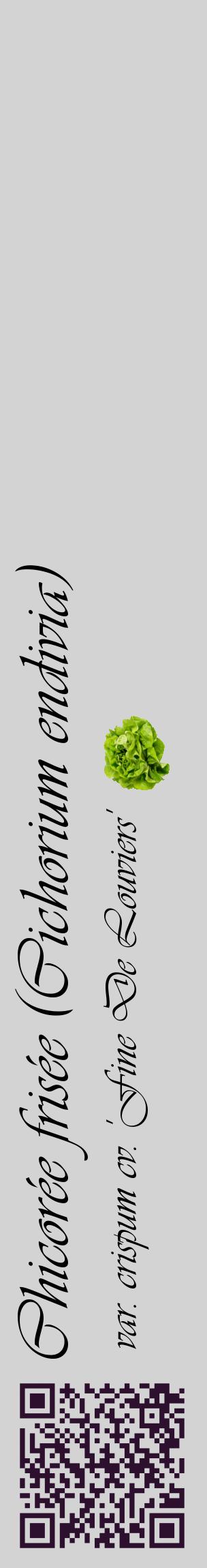 Étiquette de : Cichorium endivia var. crispum cv. 'Fine De Louviers' - format c - style noire56_basiqueviv avec qrcode et comestibilité simplifiée