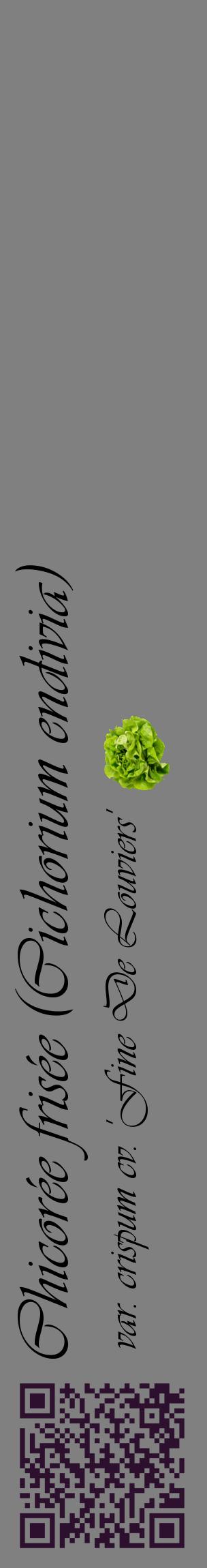 Étiquette de : Cichorium endivia var. crispum cv. 'Fine De Louviers' - format c - style noire57_basiqueviv avec qrcode et comestibilité simplifiée