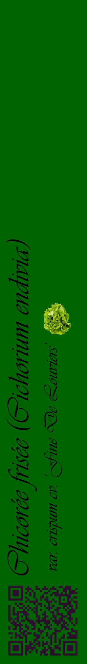 Étiquette de : Cichorium endivia var. crispum cv. 'Fine De Louviers' - format c - style noire8_basiqueviv avec qrcode et comestibilité simplifiée