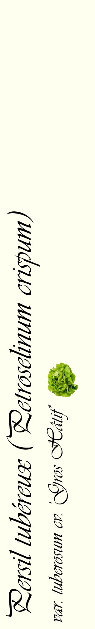 Étiquette de : Petroselinum crispum var. tuberosum cv. 'Gros Hâtif' - format c - style noire19_basiqueviv avec comestibilité simplifiée