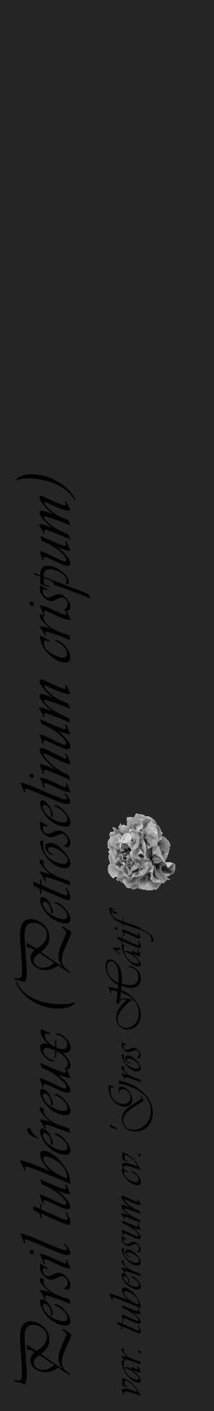Étiquette de : Petroselinum crispum var. tuberosum cv. 'Gros Hâtif' - format c - style noire47basique_basique_basiqueviv avec comestibilité simplifiée - position verticale