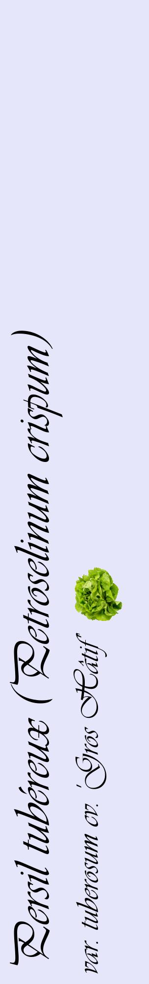 Étiquette de : Petroselinum crispum var. tuberosum cv. 'Gros Hâtif' - format c - style noire55_basiqueviv avec comestibilité simplifiée