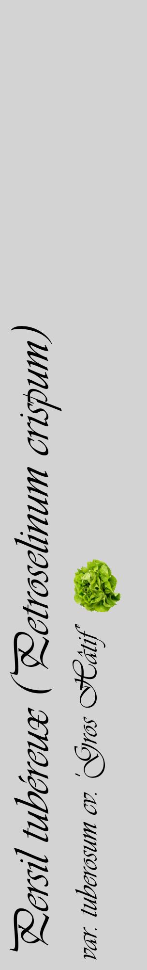 Étiquette de : Petroselinum crispum var. tuberosum cv. 'Gros Hâtif' - format c - style noire56_basiqueviv avec comestibilité simplifiée
