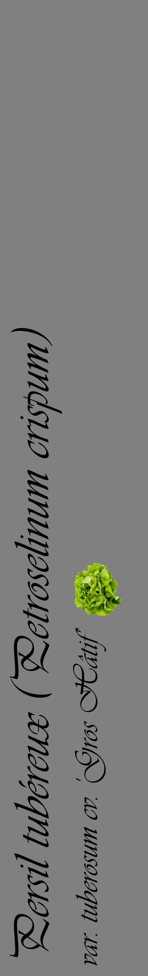 Étiquette de : Petroselinum crispum var. tuberosum cv. 'Gros Hâtif' - format c - style noire57_basiqueviv avec comestibilité simplifiée
