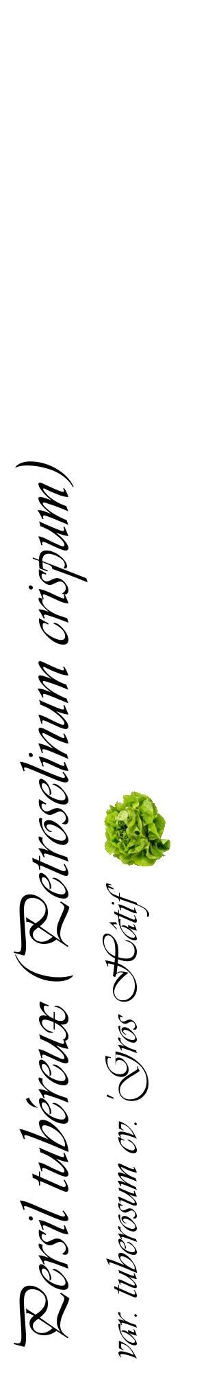 Étiquette de : Petroselinum crispum var. tuberosum cv. 'Gros Hâtif' - format c - style noire60_basiqueviv avec comestibilité simplifiée