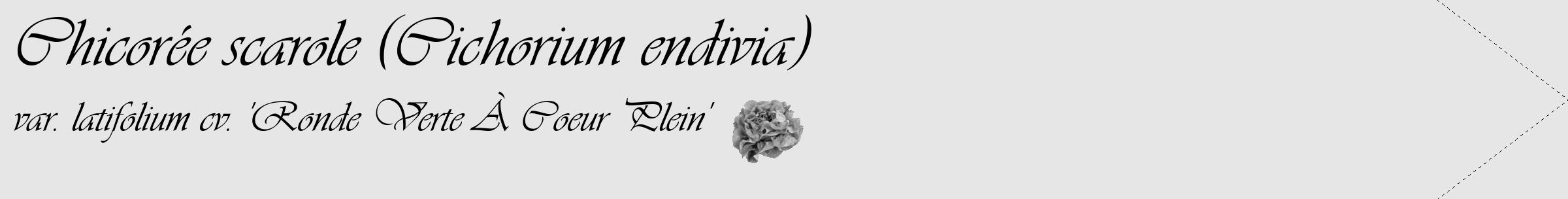 Étiquette de : Cichorium endivia var. latifolium cv. 'Ronde Verte À Coeur Plein' - format c - style noire18_simple_simpleviv avec comestibilité simplifiée