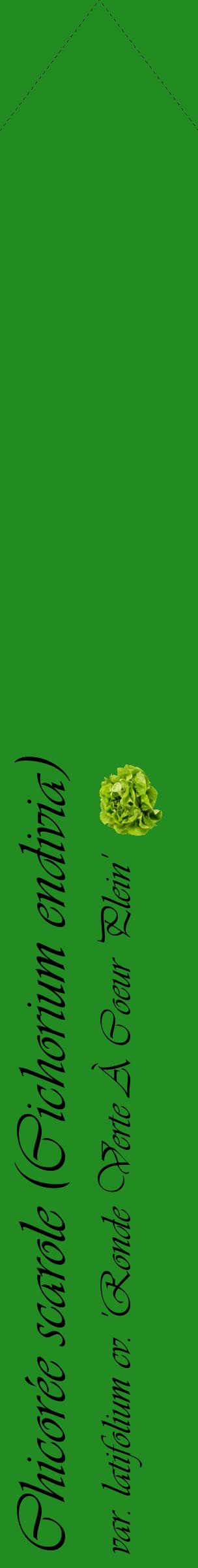 Étiquette de : Cichorium endivia var. latifolium cv. 'Ronde Verte À Coeur Plein' - format c - style noire10_simpleviv avec comestibilité simplifiée