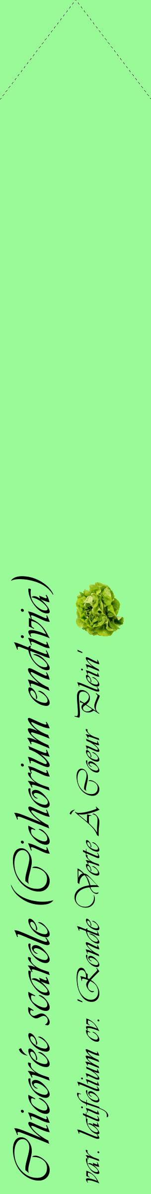 Étiquette de : Cichorium endivia var. latifolium cv. 'Ronde Verte À Coeur Plein' - format c - style noire14_simpleviv avec comestibilité simplifiée