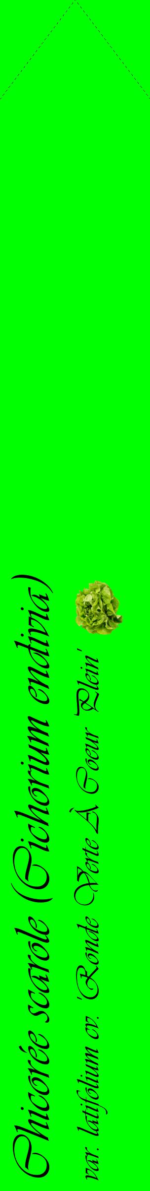 Étiquette de : Cichorium endivia var. latifolium cv. 'Ronde Verte À Coeur Plein' - format c - style noire16_simpleviv avec comestibilité simplifiée