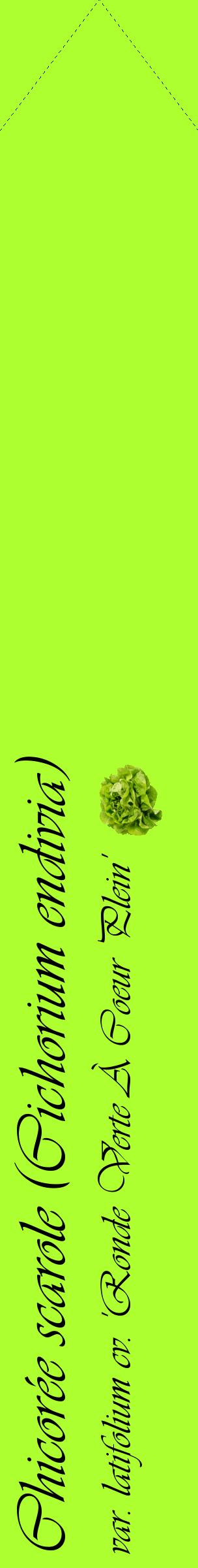 Étiquette de : Cichorium endivia var. latifolium cv. 'Ronde Verte À Coeur Plein' - format c - style noire17_simpleviv avec comestibilité simplifiée
