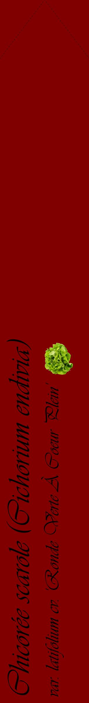 Étiquette de : Cichorium endivia var. latifolium cv. 'Ronde Verte À Coeur Plein' - format c - style noire29_simpleviv avec comestibilité simplifiée