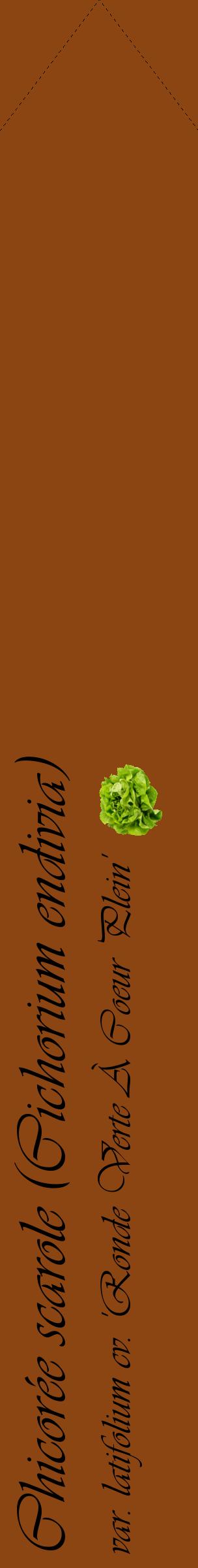 Étiquette de : Cichorium endivia var. latifolium cv. 'Ronde Verte À Coeur Plein' - format c - style noire30_simpleviv avec comestibilité simplifiée