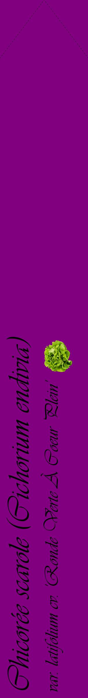 Étiquette de : Cichorium endivia var. latifolium cv. 'Ronde Verte À Coeur Plein' - format c - style noire46_simpleviv avec comestibilité simplifiée